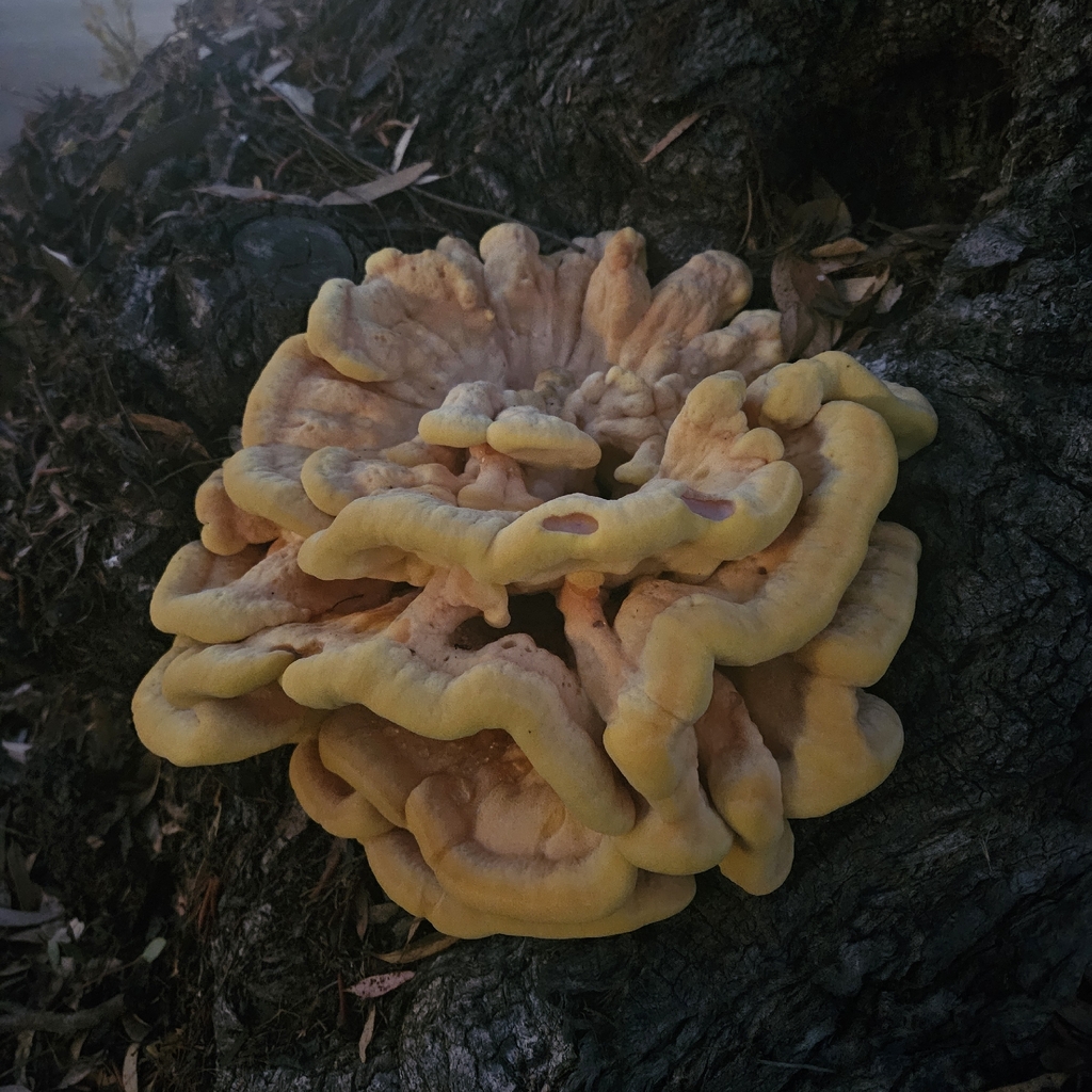 Laetiporus gilbertsonii · November 2025 · photo: © bennett_grappone (iNaturalist, cc-by)