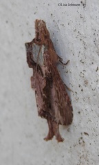 Pentobesa inexpectata