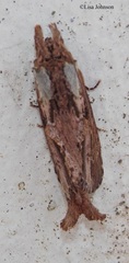 Pentobesa inexpectata