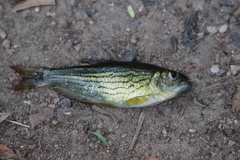 Lined Golden Tetra photo 2
