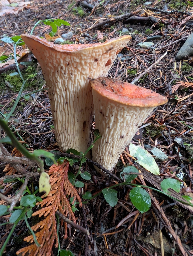 Turbinellus floccosus · November 2025 · photo: © simonele (iNaturalist, cc-by)
