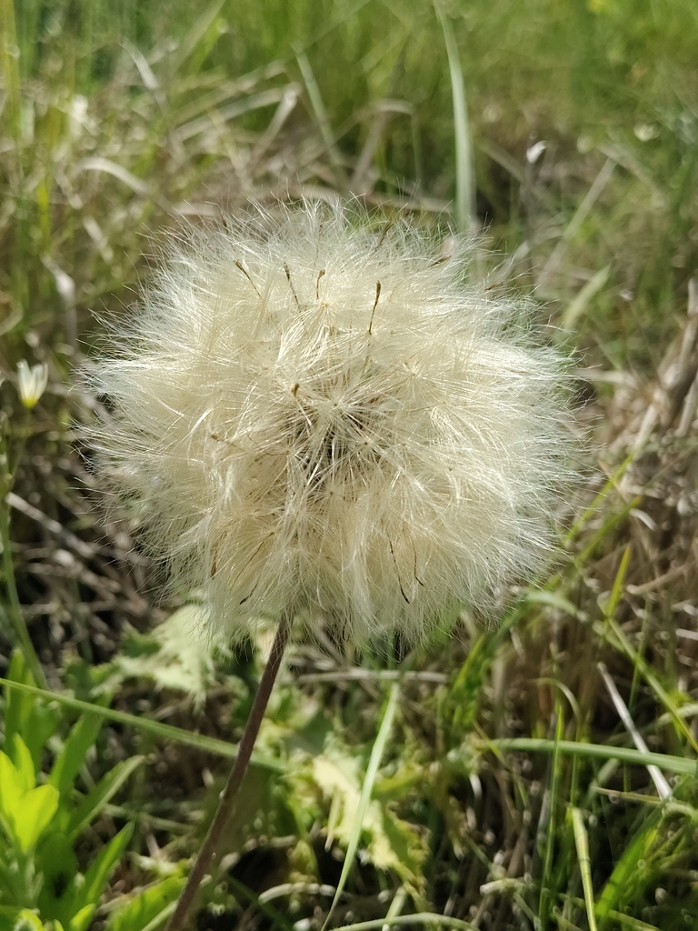 Chaptalia ignota; photograph Lucas Kaminski, CC BY, iNaturalist via GBIF