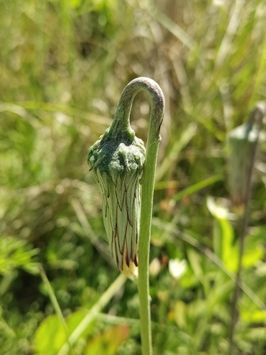 Chaptalia ignota, photograph 1