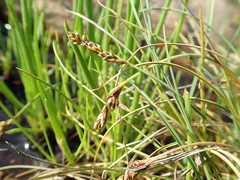 Carex glareosa
