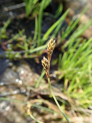 Carex glareosa