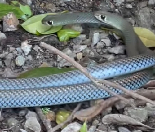 Yellow-faced Whipsnake sighting