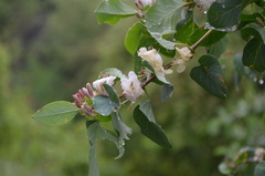 Lonicera nummulariifolia