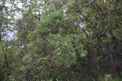 Lonicera nummulariifolia
