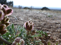 Cymopterus