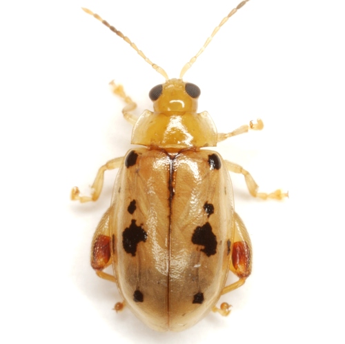 Capraita nigrosignata (Schaeffer, 1920)