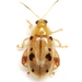 Germander Flea Beetle - Photo (c) Mike Quinn, Austin, TX, some rights reserved (CC BY-NC), uploaded by Mike Quinn, Austin, TX