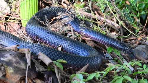 Red-bellied Black Snake sighting