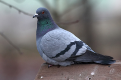 Columba livia domestica