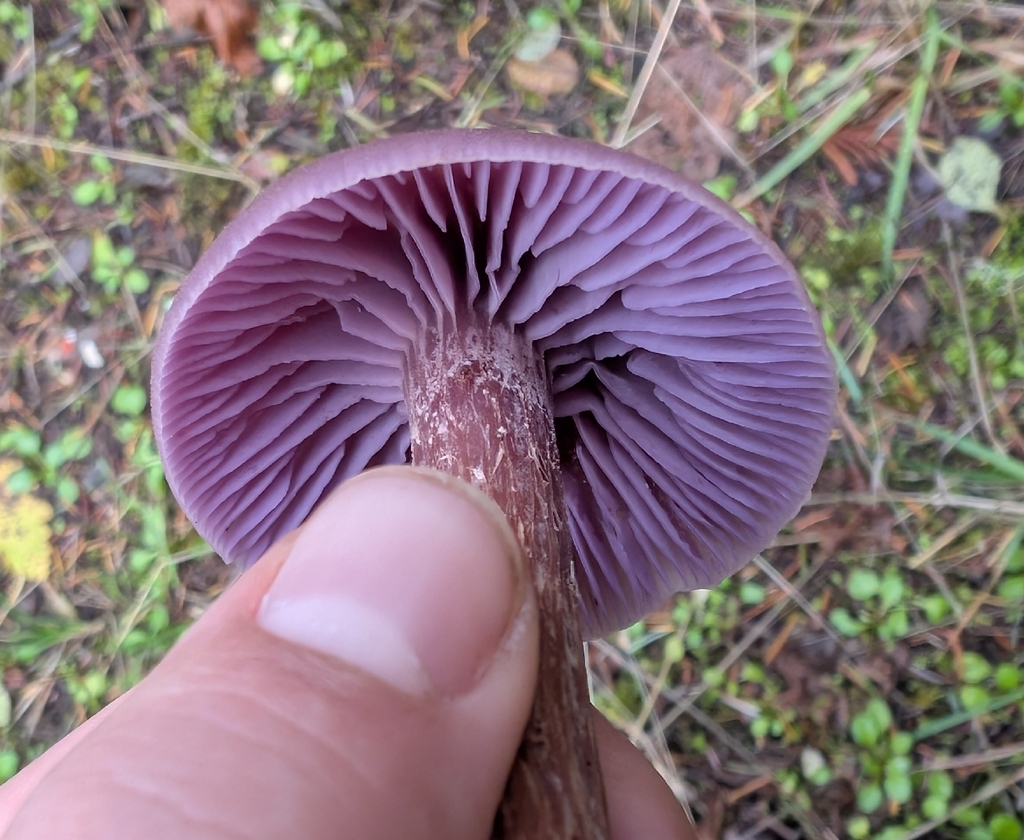 Laccaria amethysteo-occidentalis · November 2025 · photo: © simonele (iNaturalist, cc-by)
