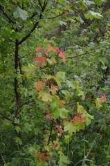 Acer turkestanicum