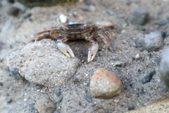 Hemigrapsus crenulatus