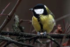 Parus major