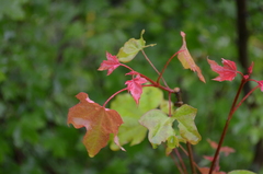 Acer turkestanicum
