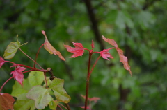 Acer turkestanicum