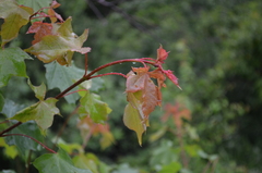 Acer turkestanicum
