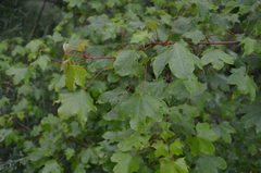 Acer turkestanicum
