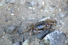 Hemigrapsus crenulatus