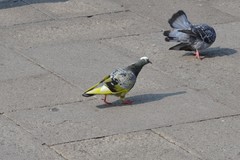 Columba livia domestica