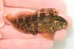 Striped Blenny photo 1
