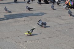 Columba livia domestica