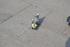 Columba livia domestica