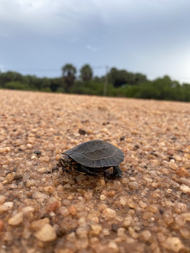 Indian Black Turtle