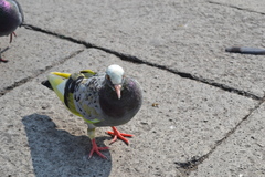 Columba livia domestica