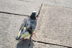 Columba livia domestica