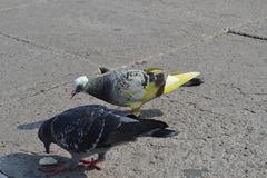 Columba livia domestica