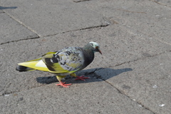 Columba livia domestica