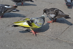 Columba livia domestica