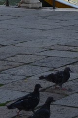 Columba livia domestica