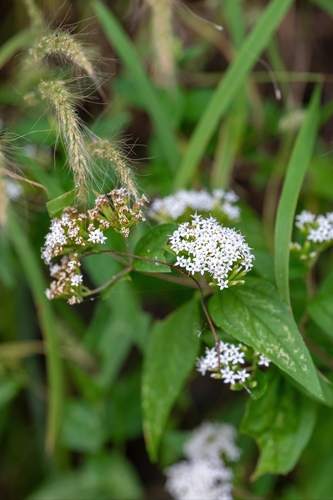 Stevia ovata, photograph 6