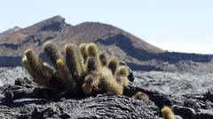 Brachycereus nesioticus