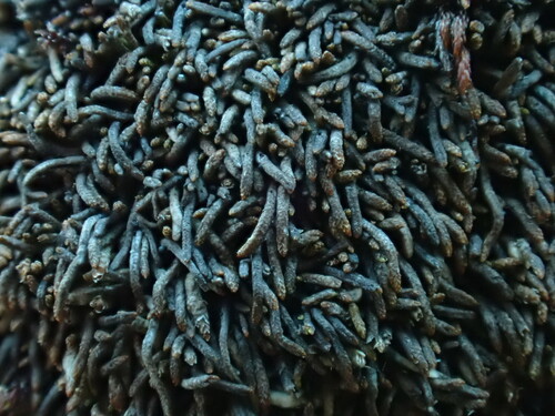 Gymnomitrion pacificum