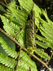 Championica montana