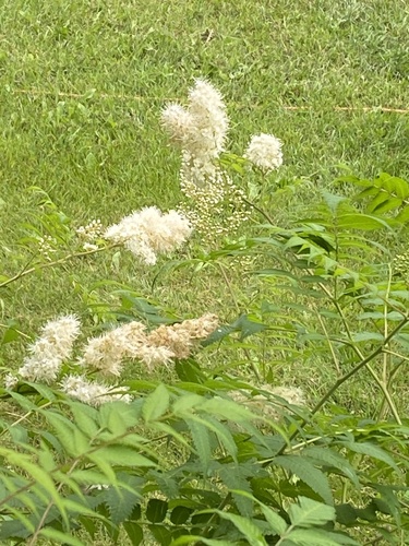 Sorbaria
