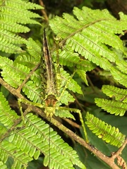 Championica montana