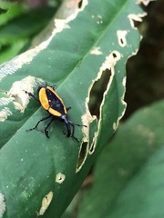 Cactophagus circumdatus