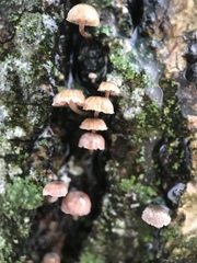 Agaricales