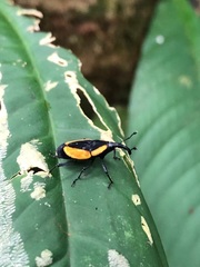 Cactophagus circumdatus