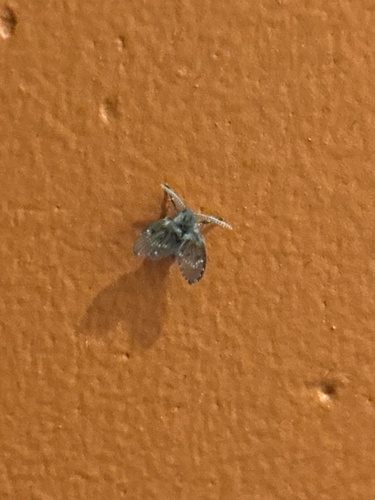 Unknown species found near Brandeis University, Waltham, MA, US