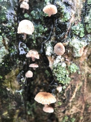Agaricales
