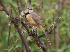 Rhodophoneus cruentus