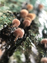 Agaricales